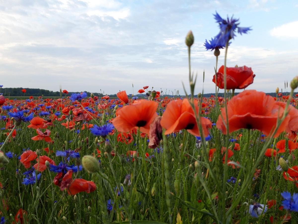 Ein Bett Im Kornfeld - Haus Morgensonne - Mit Innenpool Schonfeld  Exteriör bild
